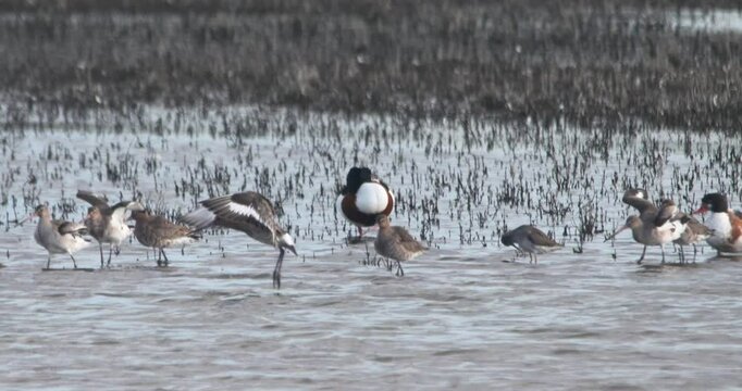Godwit wading birds glide flying and landing on wetland water