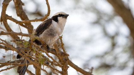 An Elegant Bird Gracefully Perched on a Twisted Branch Within Its Natural Habitat Scenery