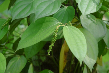 Close up of cubeb leaves and seeds.For graphic design,3D rendering or banner background