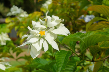 Fototapeta premium Close-up of white Mussaenda philippica flower in full bloom. Tropical garden plant and natural floral beauty concept