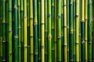 Obraz premium Thick, interwoven bamboo creates a verdant, textured fence , tropical, jungle, outdoor