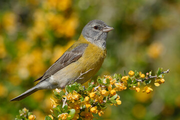 Gray-hooded Sierra Finch (Phrygilus gayi) perched on yellow flowers with yellow background