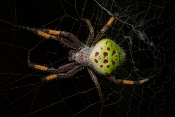 Falklands green spider (Molinaranea magellanica) on its cobweb on black background