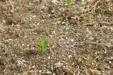 Shoots of corn plants growing on limestone soil.Ecology and environment concept.For graphic design,3D rendering or banner background