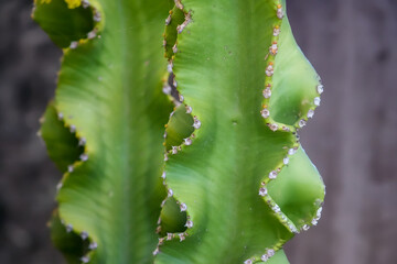 Cactus