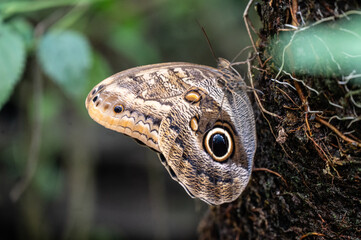 Una farfalla occhio di gufo appoggiata su un tronco di un albero. 