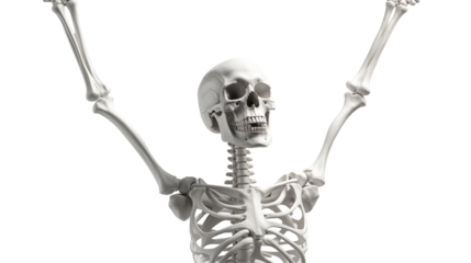 Human Skeleton Model Joyful Pose, Detailed Anatomy for Medical Science and Education.