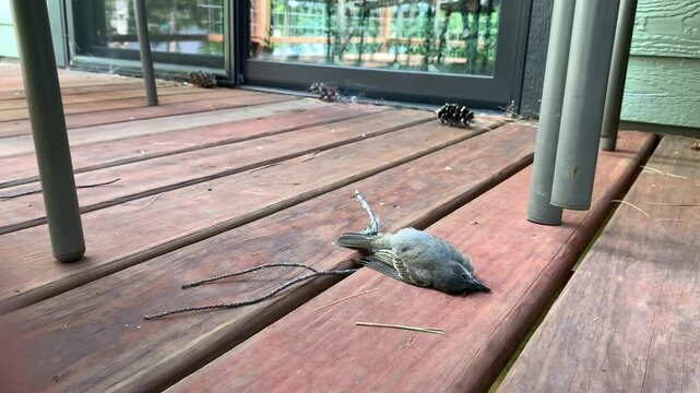 A dead garden bird with the sliding glass door in the background that it flew into.