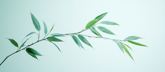 Obraz premium Serene Bamboo Branch: A Study in Minimalist Nature Photography