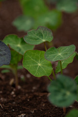 A detailed close-up of green Nasturtium leaves growing in a flowerbed garden during the summer. Highlighting textures and plants in outdoor environments.