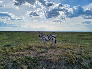 Obraz premium A stunning zebra gracefully stands in a serene landscape beneath a dramatic and vibrant sky Serengeti Tanzania Africa