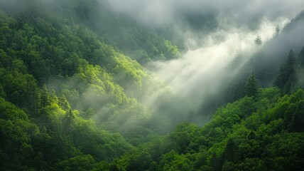 Obraz premium Sunlit Misty Mountain Forest Landscape