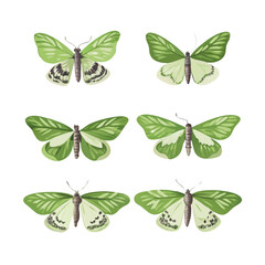 A collection of vibrant illustrations featuring diverse moths, showcasing intricate wing patterns and color variations, all meticulously rendered to celebrate insect biodiversity.