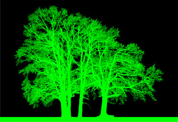 Obraz premium árbol, cielo, naturaleza, silueta, sucursal, de invierno, atardecer, árbol, bosque, calvos, paisaje