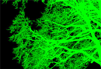 árbol, cielo, naturaleza, silueta, sucursal, de invierno, atardecer, árbol, bosque, calvos, paisaje