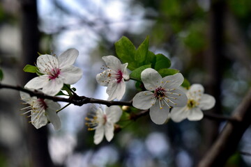 Blühender Schlehenzweig im Frühling