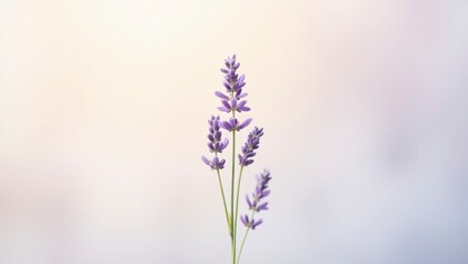 Obraz premium Elegant Lavender Sprig