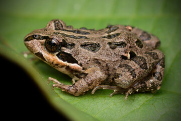 Little frog (Pleurodema thaul) perched on a leaf