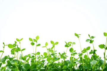 Collection of Fresh Green Herbs and Leafy Greens on a White Background