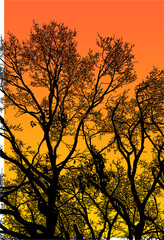 Fototapeta premium árbol, cielo, naturaleza, silueta, sucursal, de invierno, atardecer, árbol, bosque, calvos, paisaje