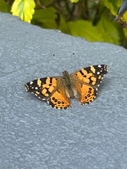 butterfly on a flower