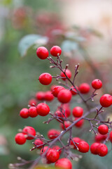 Red berries of Nandina domestica or nandina, heavenly bamboo or sacred bamboo, ornamental shrub in the garden or landscape architecture design, blurry background