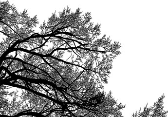 árbol, cielo, naturaleza, silueta, sucursal, de invierno, atardecer, árbol, bosque, calvos, paisaje