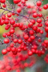Red berries of Nandina domestica or nandina, heavenly bamboo or sacred bamboo, ornamental shrub in the garden or landscape architecture design, blurry background