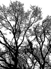 árbol, cielo, naturaleza, silueta, sucursal, de invierno, atardecer, árbol, bosque, calvos, paisaje