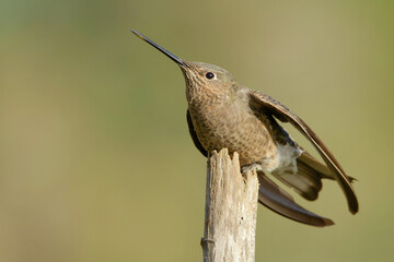 Southern giant hummingbird (Patagona gigas) perched on a branch