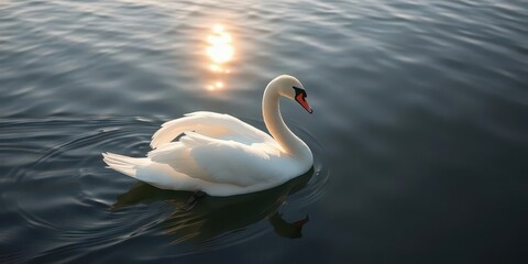 Fototapeta premium Graceful white swan gliding on calm lake water, sun reflecting, animal, lake