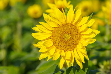 słonecznik na polu słoneczników w pięknym słońcu © Henryk Niestrój