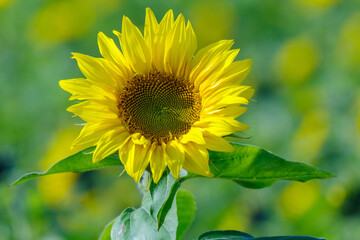 słonecznik na polu słoneczników w pięknym słońcu © Henryk Niestrój