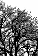 árbol, cielo, naturaleza, silueta, sucursal, de invierno, atardecer, árbol, bosque, calvos, paisaje