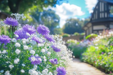Obraz premium Vibrant Garden Pathway Surrounded by Purple Asters and White Flowers Under a Clear Blue Sky with Charming Cottage in the Background