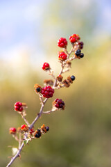 Red and blue wild berries in the wood, organic fruit, sunny weather and blurry background, soft focus, wallpaper design