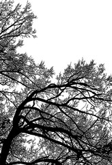 árbol, cielo, naturaleza, silueta, sucursal, de invierno, atardecer, árbol, bosque, calvos, paisaje