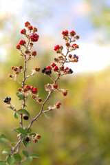 Red and blue wild berries in the wood, organic fruit, sunny weather and blurry background, soft focus, wallpaper design