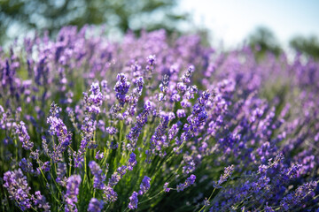 Obraz premium Beautiful image of lavender field over summer sunrise landscape. Blooming lavender field close-up.