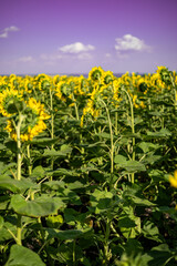 Obraz premium A close-up of a blooming sunflower in a vast sunflower field. Sunflowers field close view.