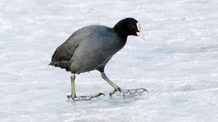 black winged blackbird