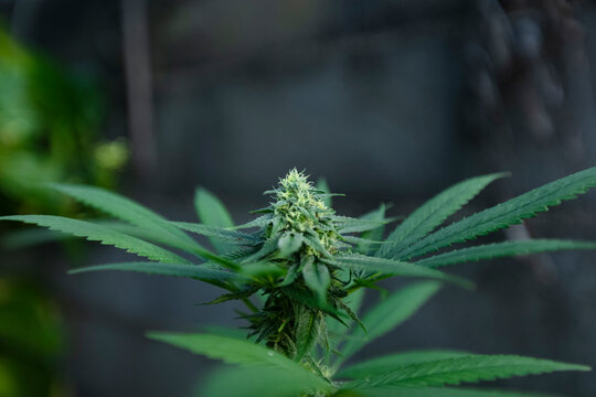 Plante de cannabis - Chanvre