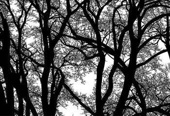 árbol, atardecer, paisaje, silueta, naturaleza, cielo, amanecer, sol, ilustración, vector, árbol, bosque