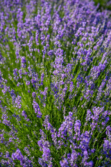 Obraz premium Beautiful image of lavender field over summer sunrise landscape. Blooming lavender field close-up.