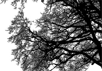 árbol, atardecer, paisaje, silueta, naturaleza, cielo, amanecer, sol, ilustración, vector, árbol, bosque