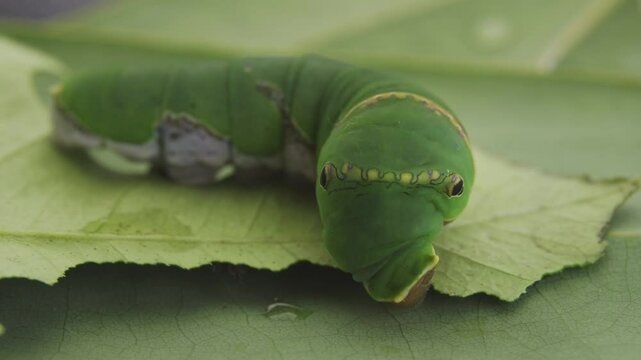 Macro close up of green caterpillar on a leaf eating and resting
