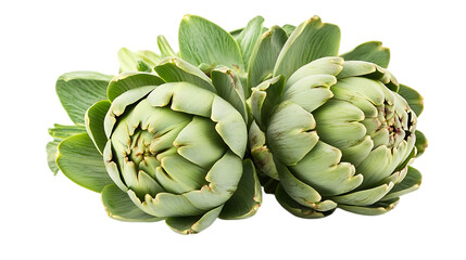 Fototapeta premium Artichoke artichoke vegetable produce