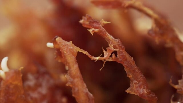 Macro close up of rotten beil fruit with worms and maggots 
