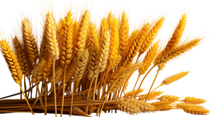 Wheat Ears Harvest Golden Grains for Agriculture, Rural Farm Background with Abundant Crops.