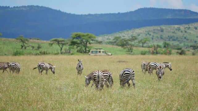Zebras eating and grazing in the wild as safari vehicle watches in background. Animals roaming free in Serengeti National Park in Tanzania in Africa as tourists watching from game viewer 4x4 truck